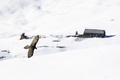 Oiseau volant dans le ciel