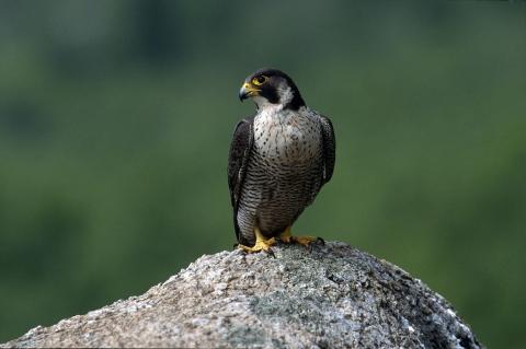 Rapace posé sur un rocher