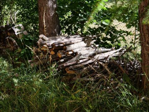 Un tas de bois mort