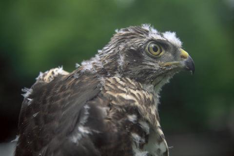 Jeune rapace