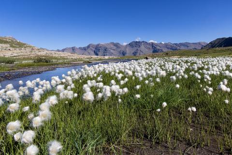 Sentier du col des Terres Blanches Linaigrette (C) T. Maillet - Parc national des Ecrins