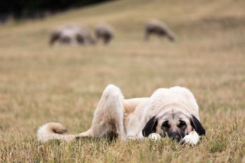 Gros chien depuis des brebis