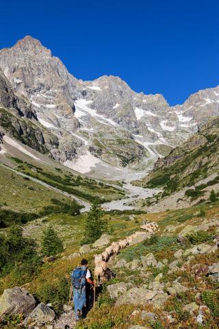 Troupeau de brebis et bergers dans un cadre montagnard