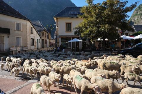 Troupeau de brebis dans un village