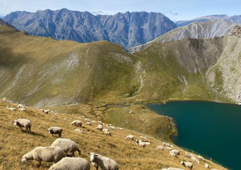 Brebis pâturant au-dessus d'un lac de montagne