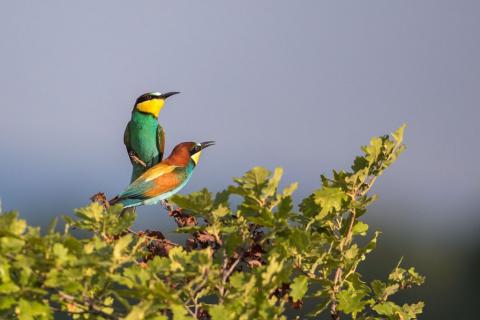 deux oiseaux colorés posés dans un arbre