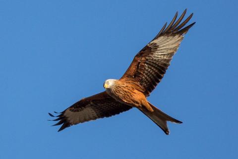 rapace sur fond de ciel bleu