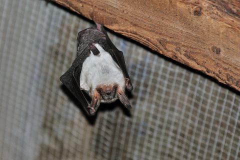 chauve-souris accrochée sous une poutre