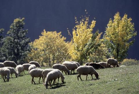 Villard Reymond ©Pascal Saulay - Parc national des Ecrins