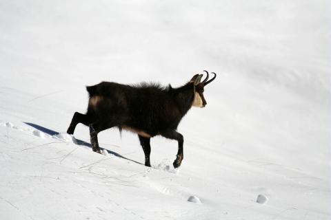 Chamois mâle à la saison du rut © J-P. Telmon - Parc national de Ecrins