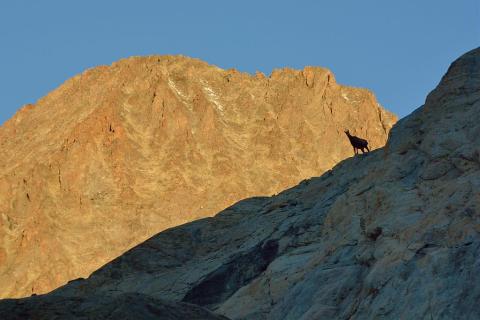 Chamois © M. Coulon - Parc national des Ecrins