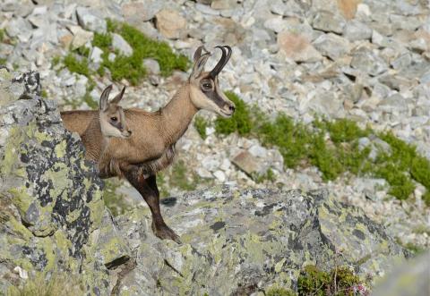 Chèvres et chevreaux © R. Papet - Parc national des Ecrins