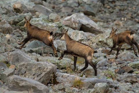 Deux chevreaux et un éterlou - Parc national des Ecrins