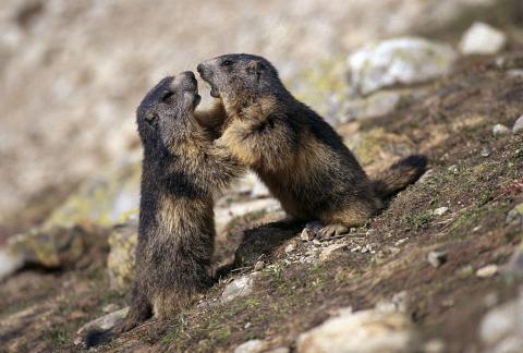 Deux marmottons se chamaillent © R. Chevalier - Parc national des Ecrins