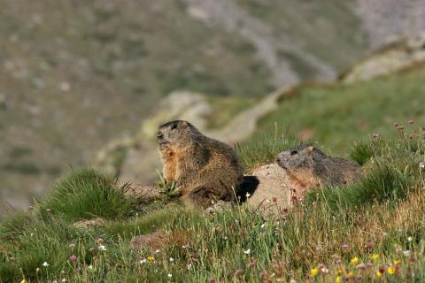 Marmotte devant son terrier © R. Chevalier - Parc national des Ecrins