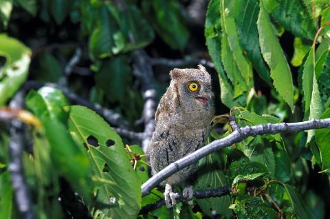 Hibou petit-duc  © R. Chevalier - Parc national des Ecrins.