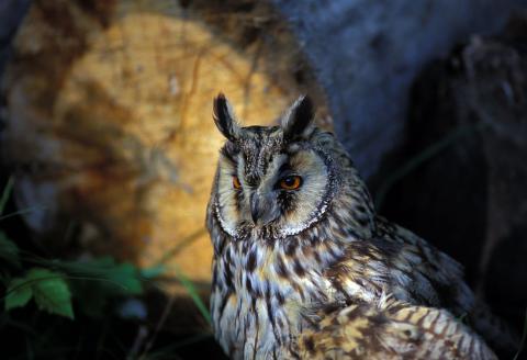 Hibou moyen-duc  © Parc national des Ecrins.