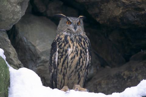 Hibou grand-duc  ©  D. Fiat -  Parc national des Ecrins. 