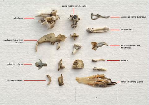  Contenu d'une pelote de réjection, hibou grand-duc  © M. Coulon - Parc national des Ecrins.