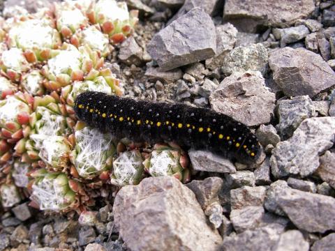 Chenille de grand Apollon © C. Albert, Parc national des Ecrins.