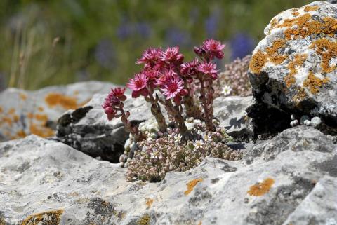 Joubarbe et orpin © M. Coulon, Parc national des Ecrins.