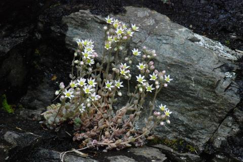 Orpin à feuilles épaisses © B. Nicollet, Parc national des Ecrins.