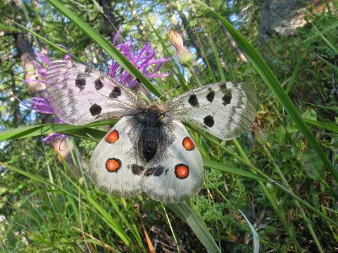 L'Apollon - parnassius apollo © C. Bazoge, Parc national des Ecrins.