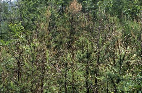 Mélèzes atteints par la tordeuse, vallon de Narreyroux © PNE.