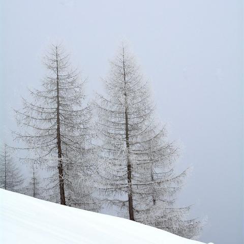 Mélèzes givrés, Val Estrech (Champoléon) © M. Coulon, PNE.