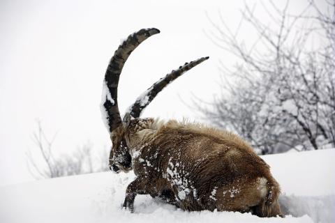 Un bouquetin à la recherche de nourriture, dans 80 cm de neige fraiche, Le Pont de l'Alpe © C. Coursier, PNE