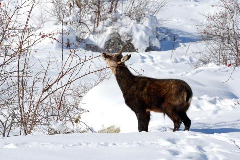 Chamois mâle en hiver © D. Fiat, PNE.