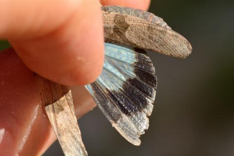 Oedipode turquoise, ailes déployées © M. Coulon, PNE.