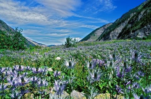 Champ de reine des Alpes au Fournel © R. Chevalier, PNE.