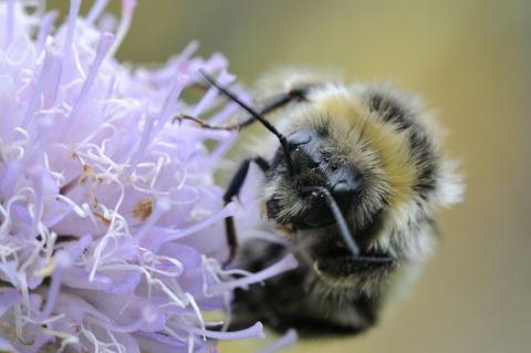 Bombus sp. © MCoulon- PNE 