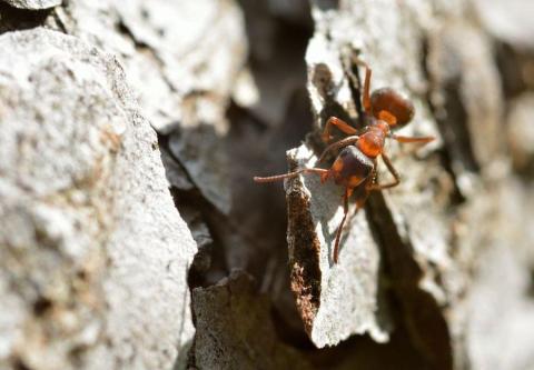  Fourmis rousse_formica rufa © MCoulon - PNE