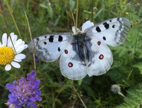 Appolon parnassius ©F.Dusoulier
