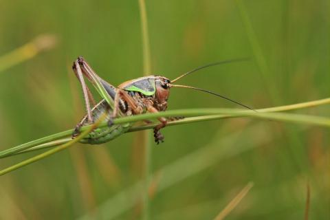 Anonconotus alpinus (Analote des Alpes) ©MarcCorail