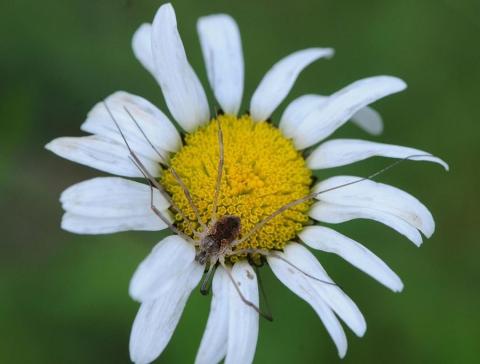 Phalangiidae ©FChevaillot