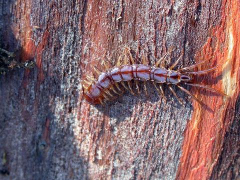 Chilopode ©DelanatteBlandine