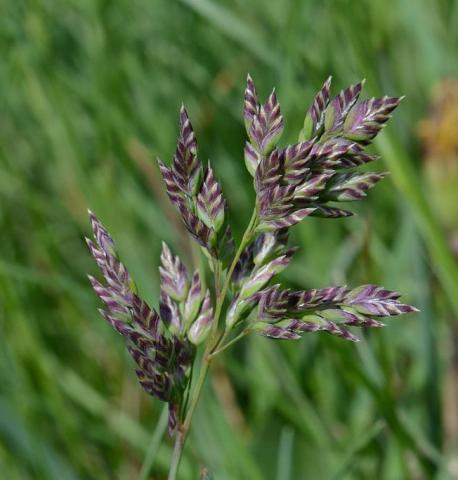 Poa alpina (Le Paturin Alpin)  ©NicolletBernard