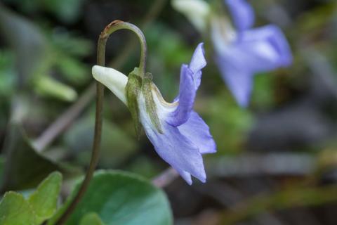 Viola riviniana (violette de Rivinius) ©CoulonMireille