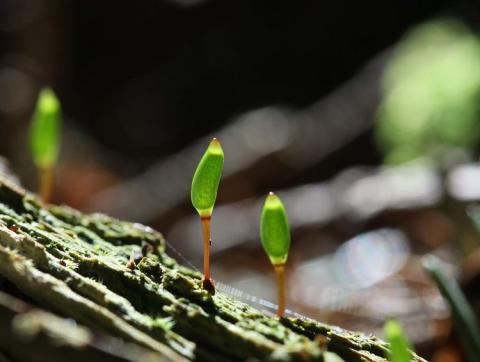 Buxbaumie verte (Buxbaumia viridis) ©CDentant