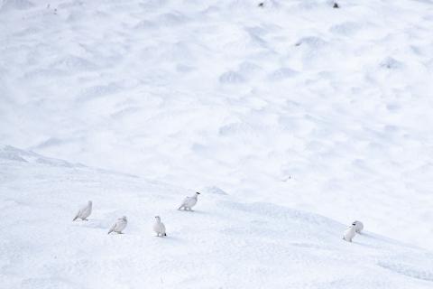 lagopèdes alpins dans le neige © M.Coulon-PNE