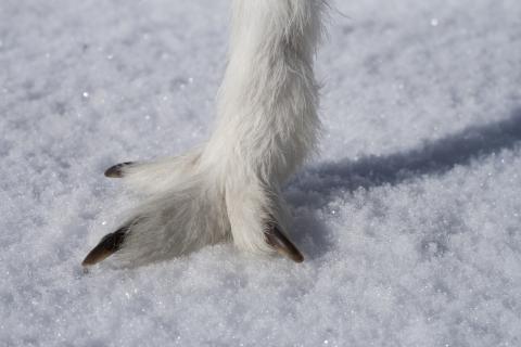 Pattes de lagopède © Marie-geneviève Nicolas - PNE