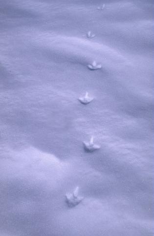 Traces lagopède alpin © C.Coursier-PNE