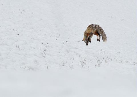 Renard roux dans la neige © M.Coulon - PNE