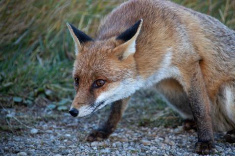 Renard roux © T.Maillet - PNE