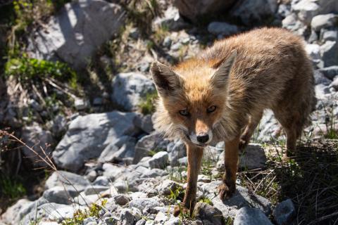 Renard roux © M.Coulon - PNE