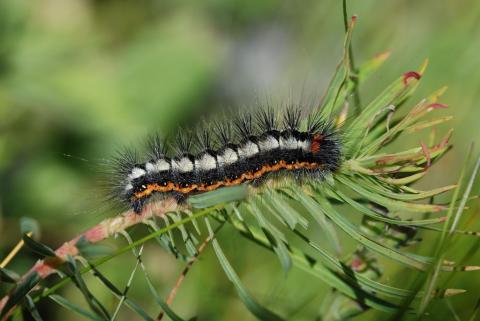 ATBI dans la réserve intégrale du Lauvitel : chenille de la noctuelle de l'euphorbe © Y. Braud - PNE