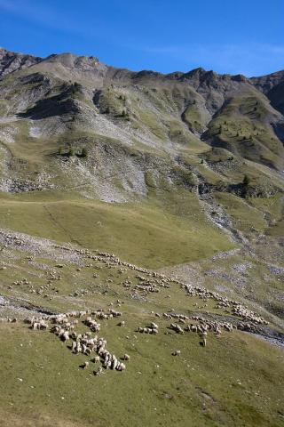 Alpage - Pastoralisme à la Pourrachière - Vallon de Rouanne © Marc Corail - PNE